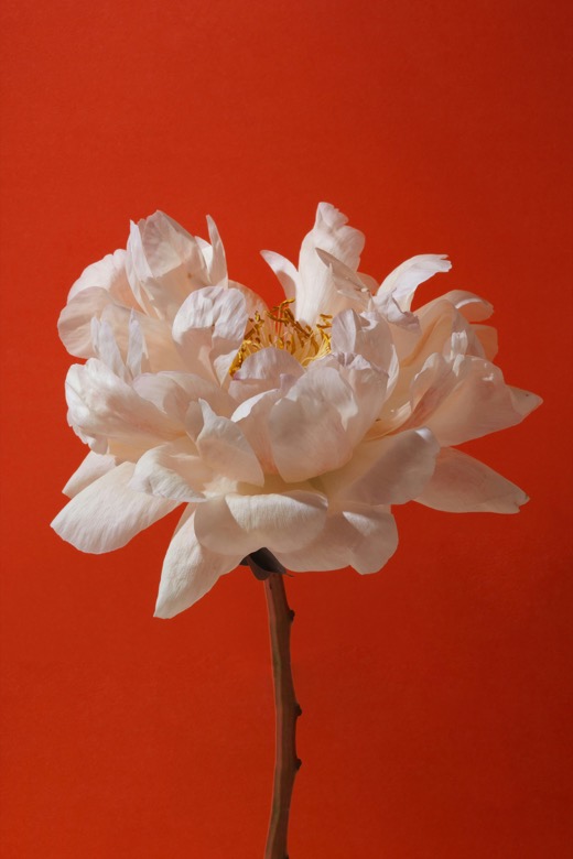 A white peony on an orange background — the original photo